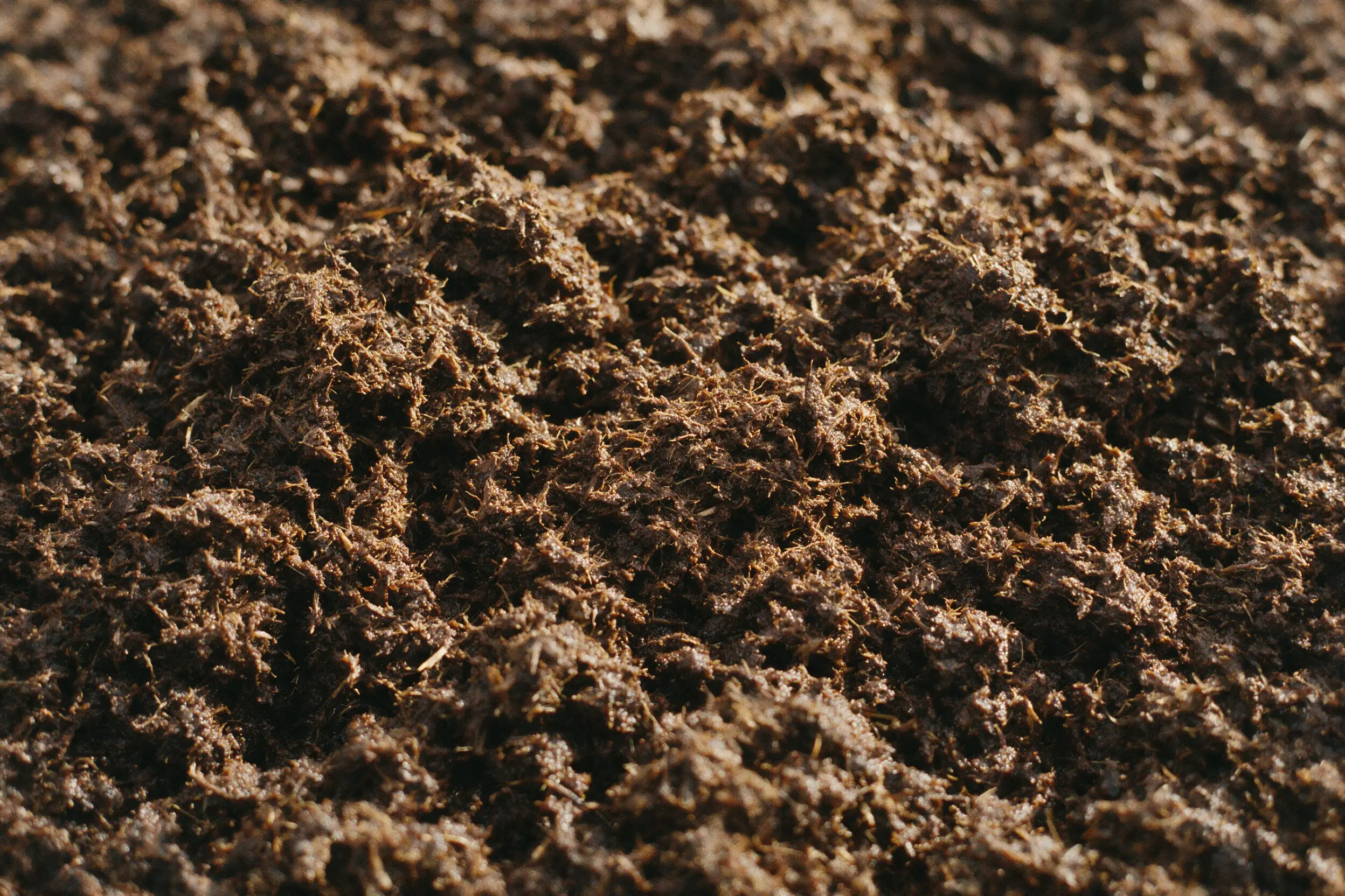 Close view of peat showing a fibrous plant structure